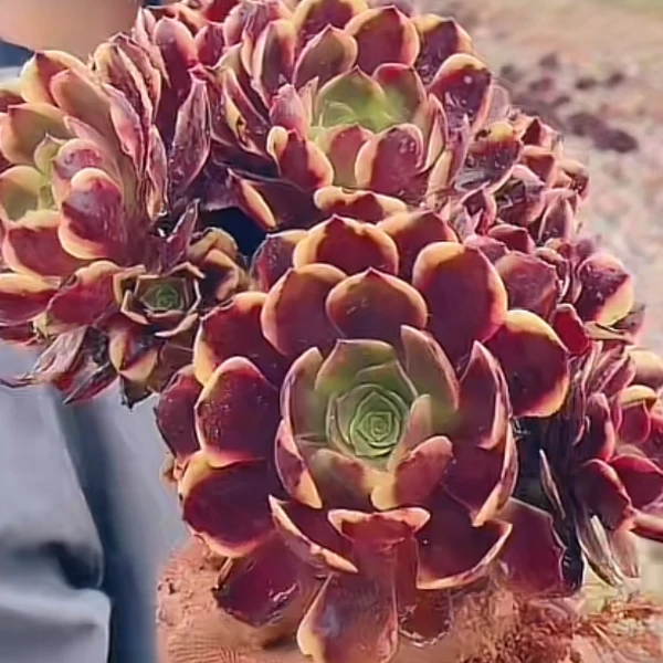 欧佳丽法师  精品多肉植物 新手好栽 好养 云南发货