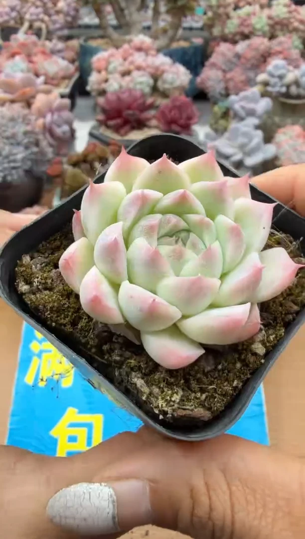 东云多肉园二店-74