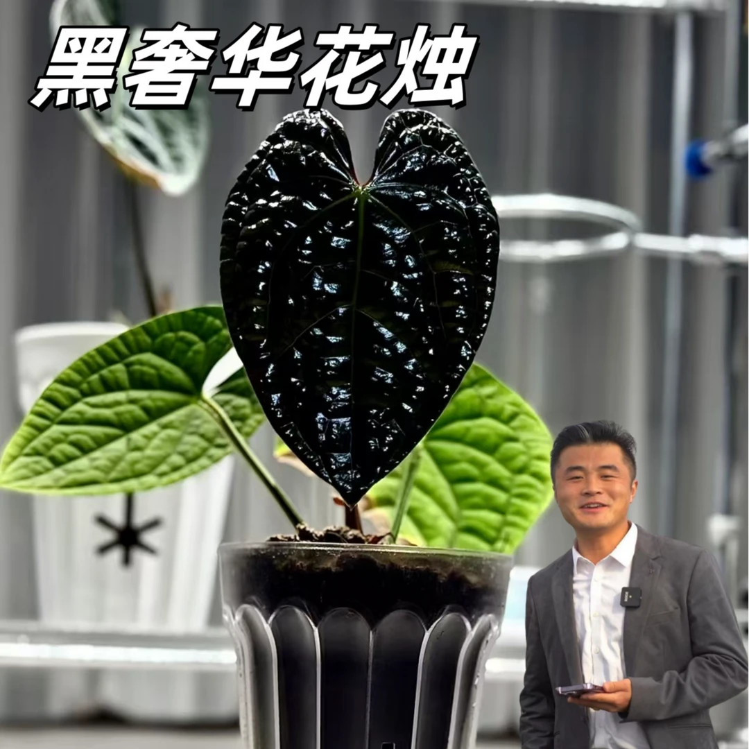 【热植馆】奢华花烛热带绿植耐阴客厅玄关摆件颜值高