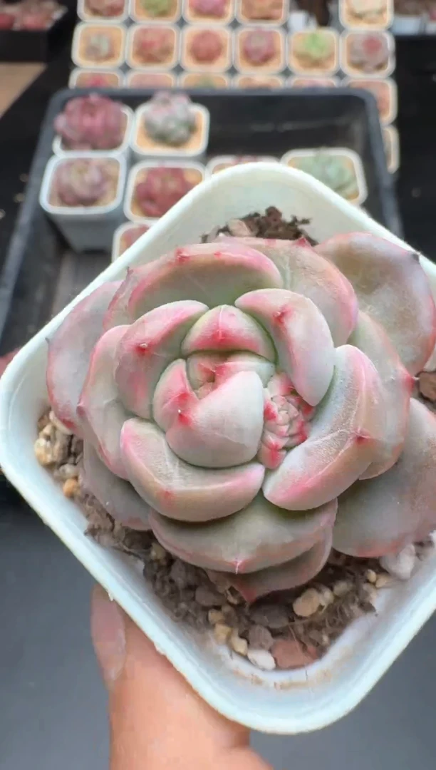 【闪购商品】964A物拍多肉带盆土6.5杯拍3颗包柚