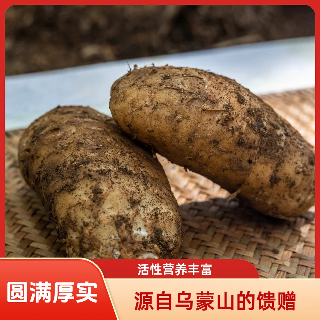 贵州天麻高海拔高山林下新鲜仿野生天麻种植天麻素含量高