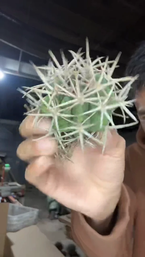 实生碧岩玉3号16.99