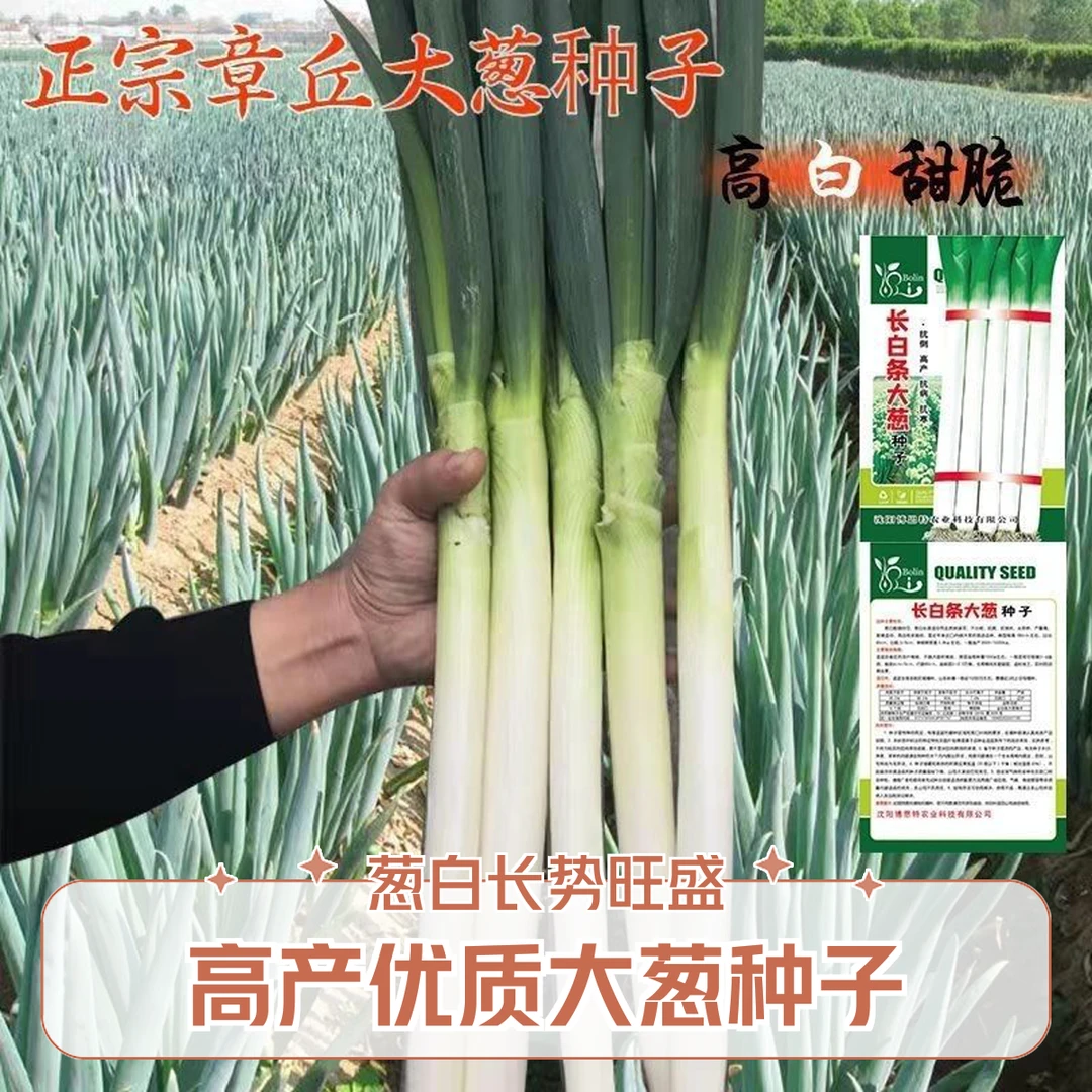 铁杆大葱四季长白山东章丘大葱抗病耐寒耐家易种种植