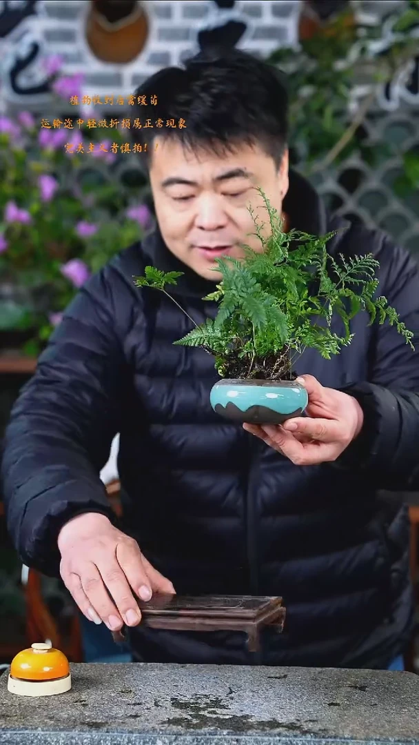 大部分开放少量花苞狼尾蕨329+