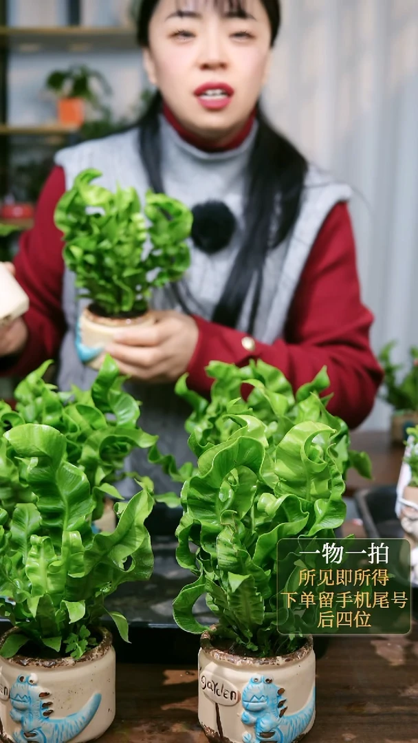 【闪购商品】12---蓝恐龙火焰鸟巢蕨