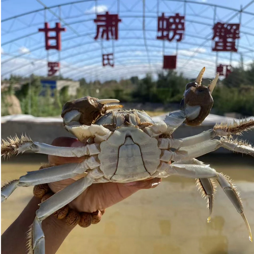 甘肃2两母蟹3两公蟹母4只公4只约2斤顺丰发货