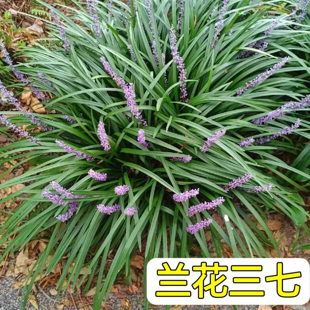 兰花三七金边麦冬矮麦冬草玉龙草长麦冬草庭院植物耐寒兰花三七苗