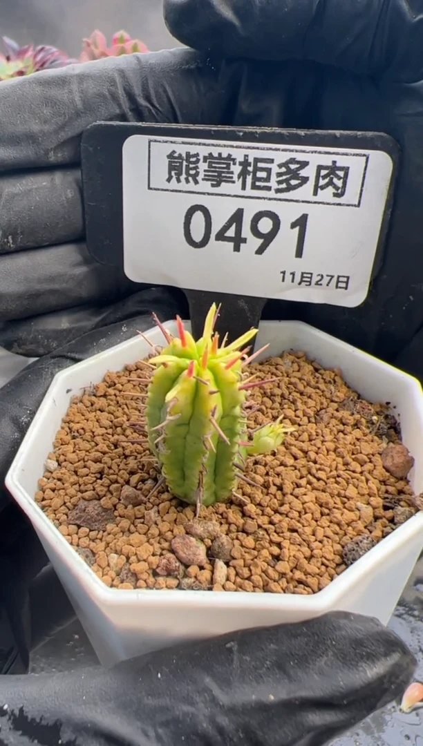 ?****?1212-491-勇猛阁大戟锦带盆土