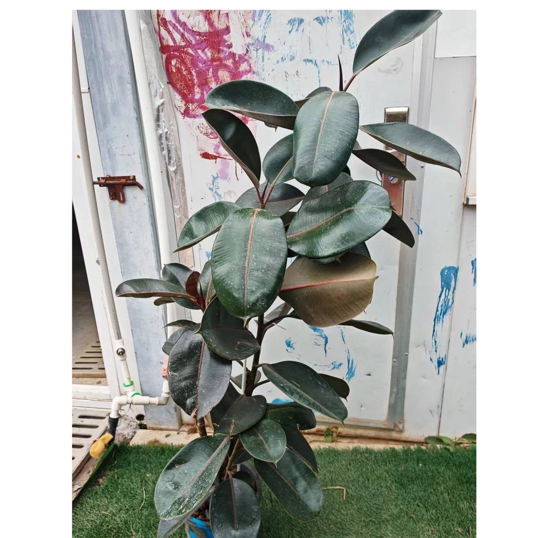 拉萨发货，西藏包邮，橡皮树盆栽客厅办公室好养绿植