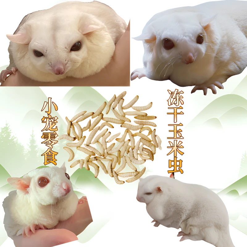 蜜星球蜜袋鼯仓鼠松鼠零食冻干玉米虫干高蛋白蜂蜜虫营养增肥食物