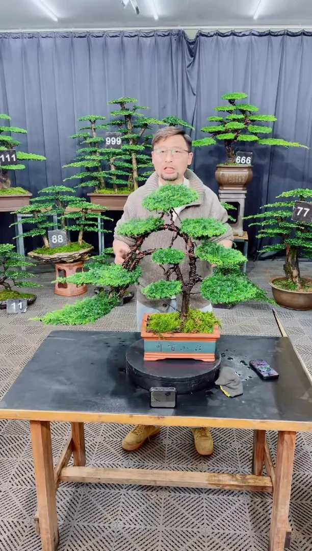 无花朵盆景.......