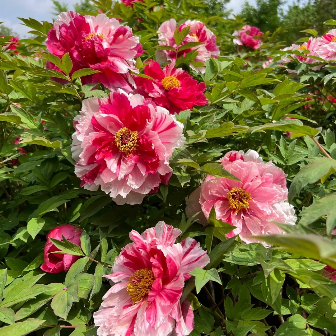 牡丹【岛锦】复色系牡丹花苗