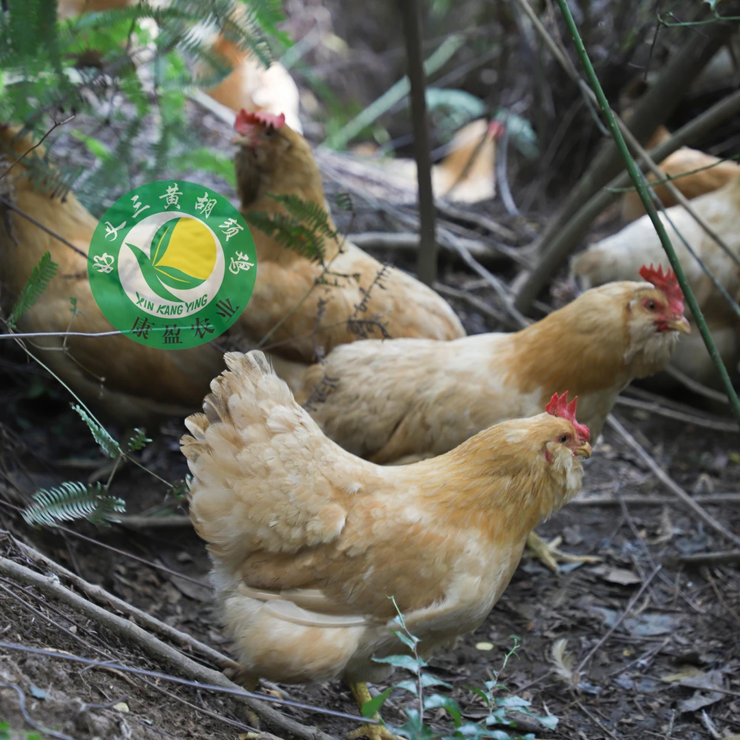 紫金县好义三黄鸡