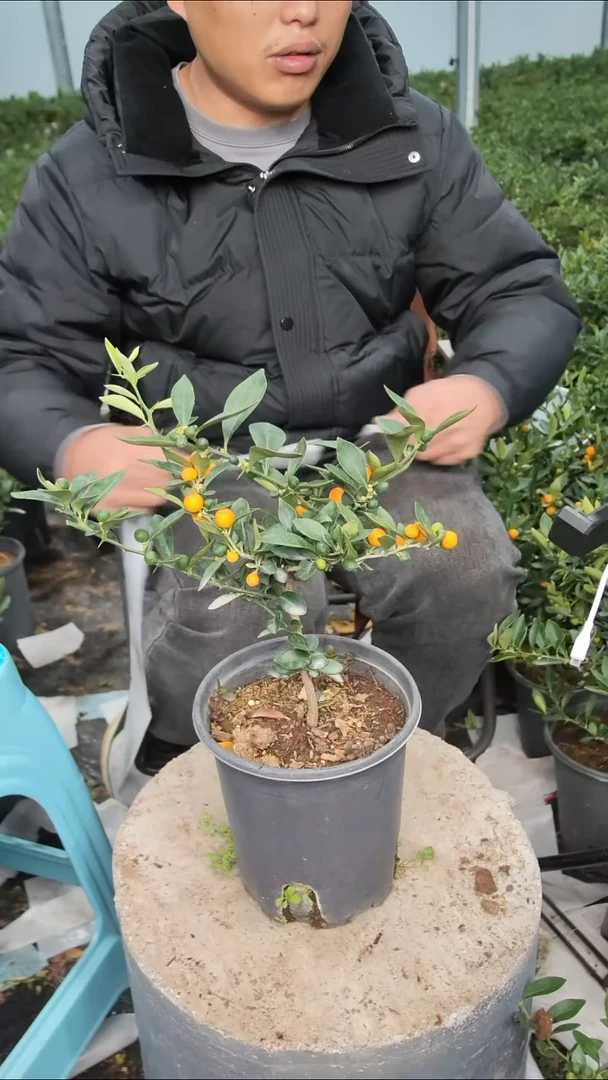 无花朵111111111111