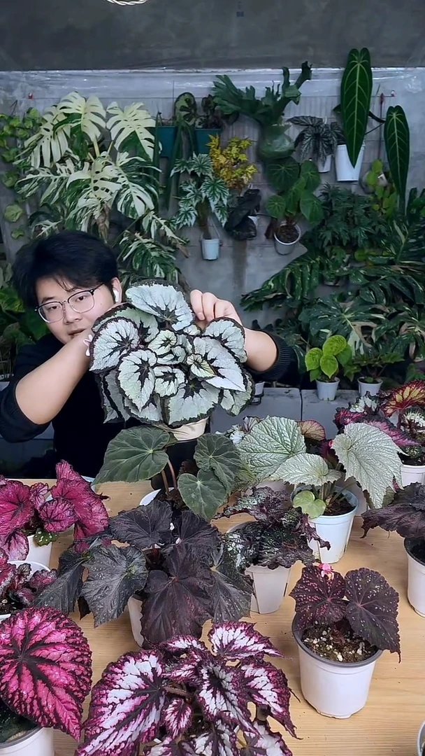 完全开放着装规则秋海棠