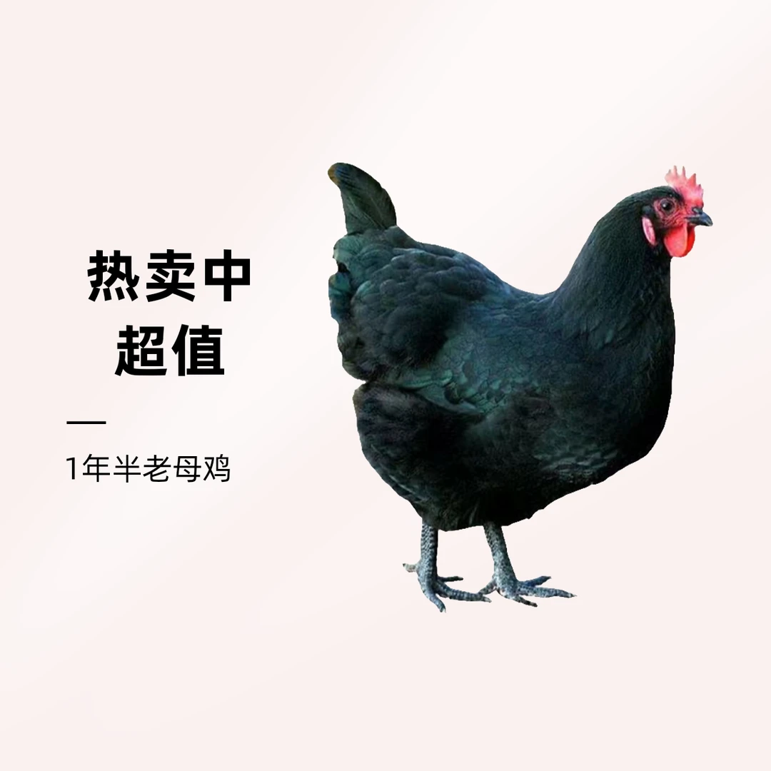 1年半脆皮老母鸡，农庄酒店专用，炖汤需要50分钟到1小时【跑腿包邮】