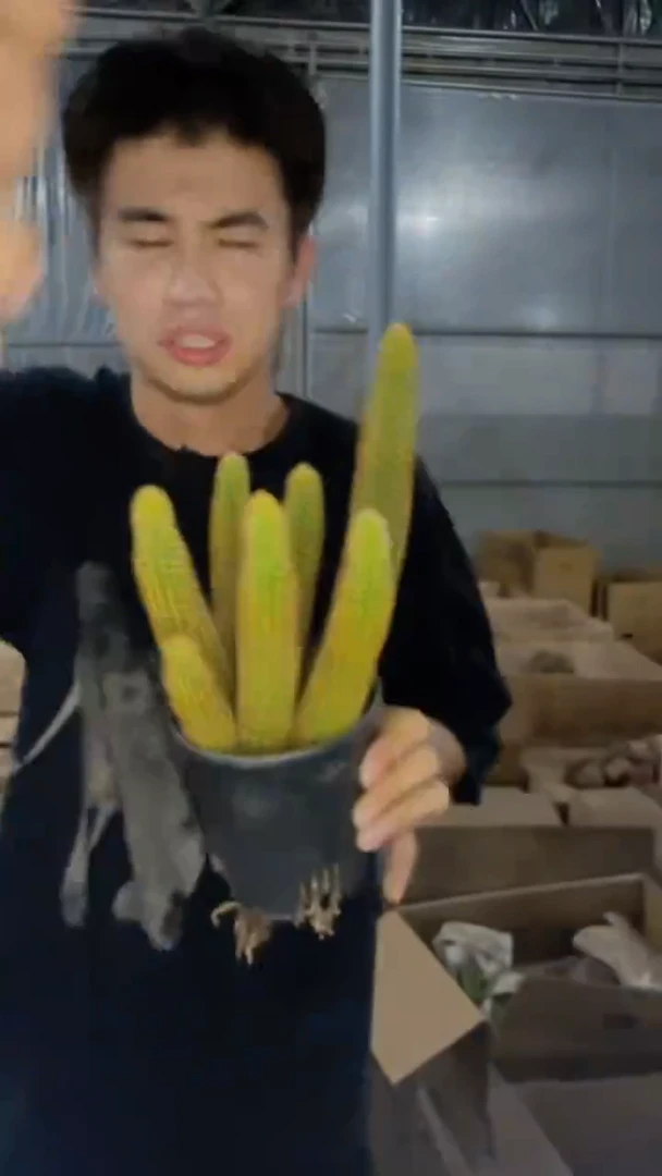 多头 紫水晶 金妞【带根】