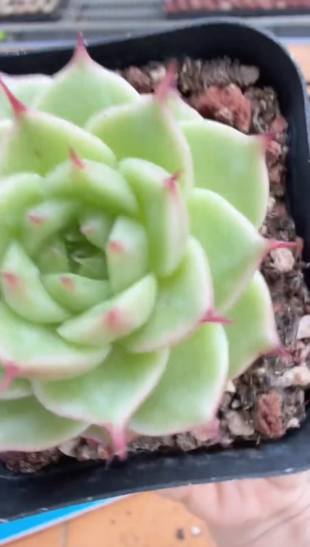 东云多肉园二店-560