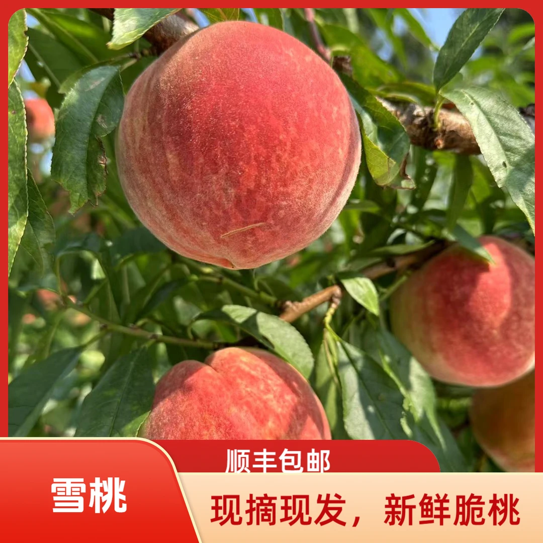 中果福利【顺丰包邮】大凉山雪桃脆桃现摘现发新鲜脆甜当季应季