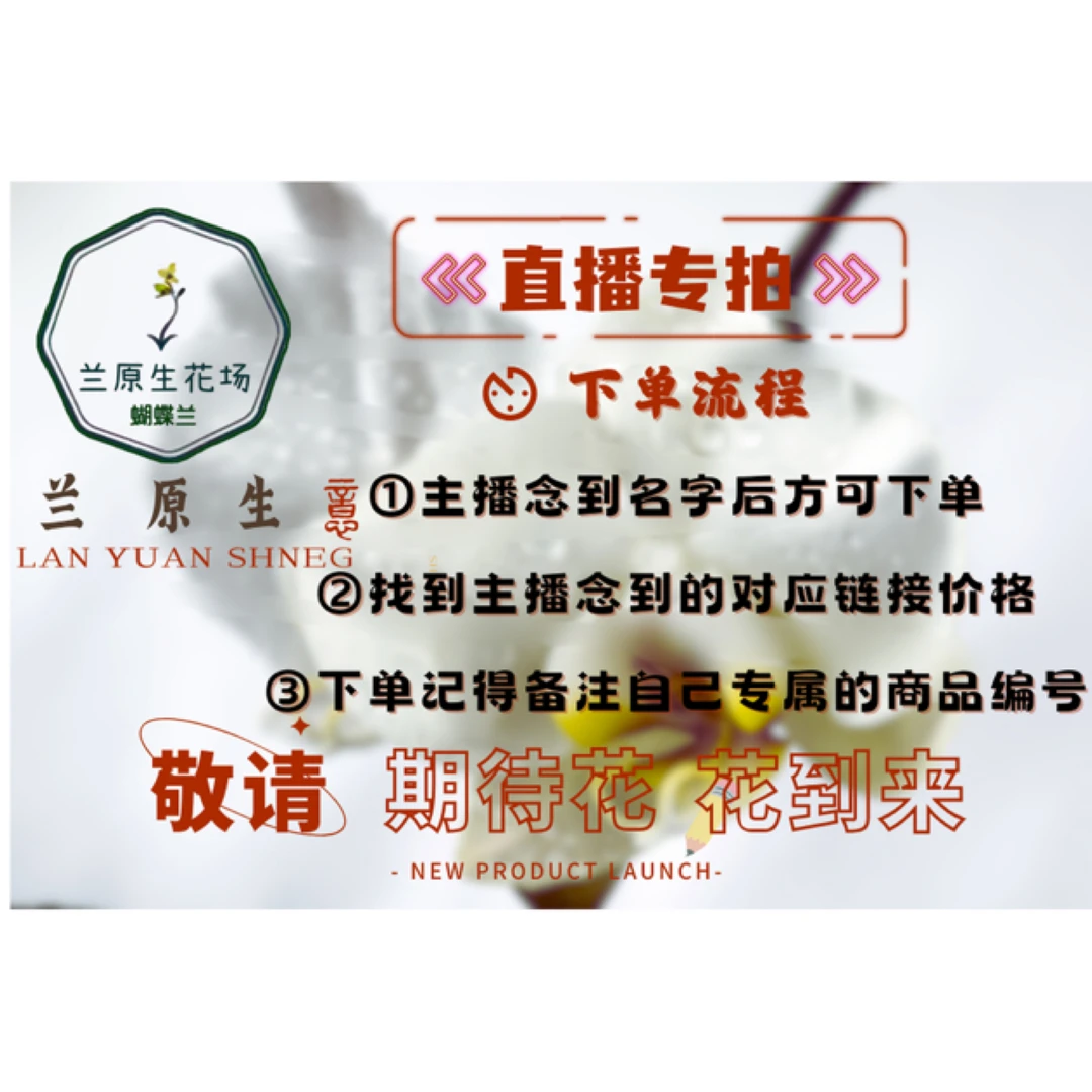 兰原生直播间蝴蝶兰趣味蝶原生蝴蝶兰一物一拍链接非直播间勿拍