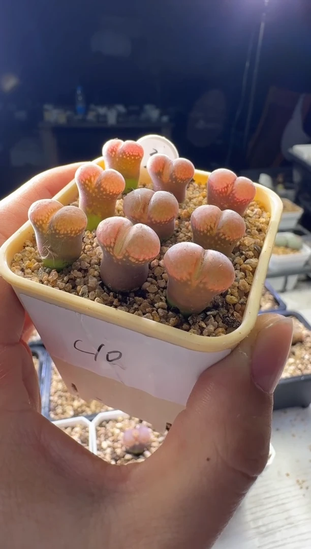 【天津专场】3多肉植物肉锥c10一颗