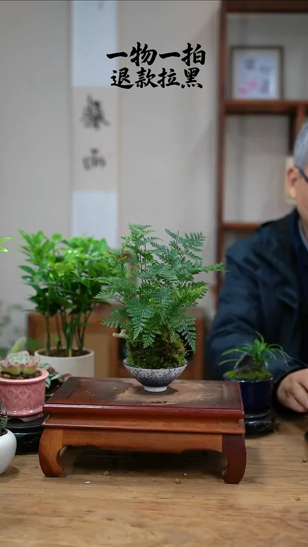 完全开放甜***?043狼尾蕨