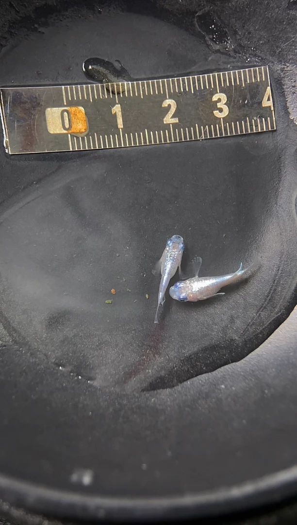 青鳉鱼42号玉麒麟球短
