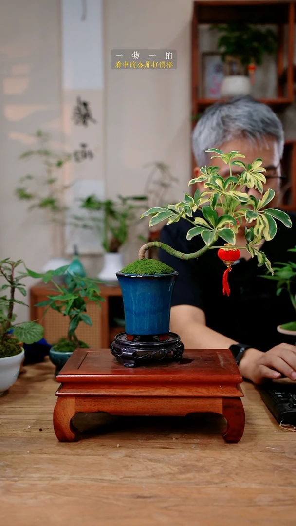不开花植物如**?鸭脚木428