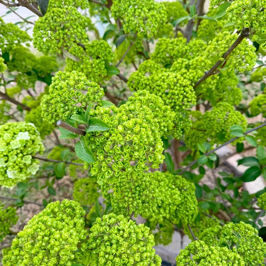 【勇哥的花园】高品质中华木绣球基地直发高品质原颗苗