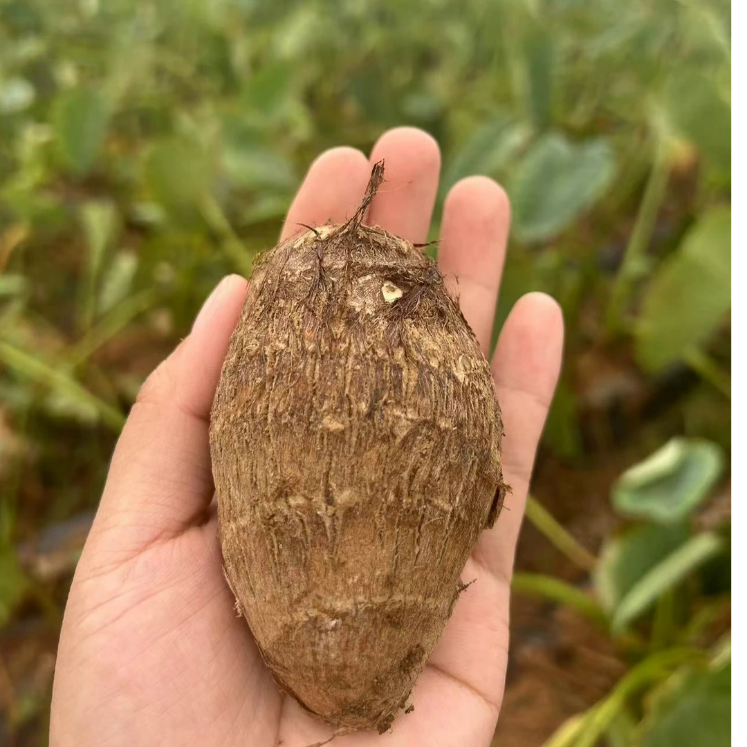 白庙芋头正宗白庙芋头 新鲜先挖原产地 京东包邮到家