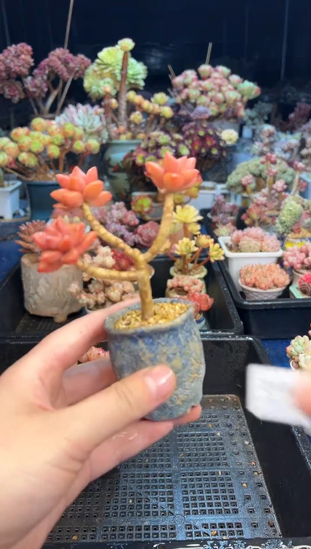 【闪购商品】215不带盆