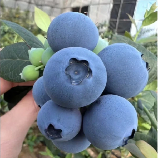 云南高山蓝莓新鲜脆甜多汁顺丰包邮到家