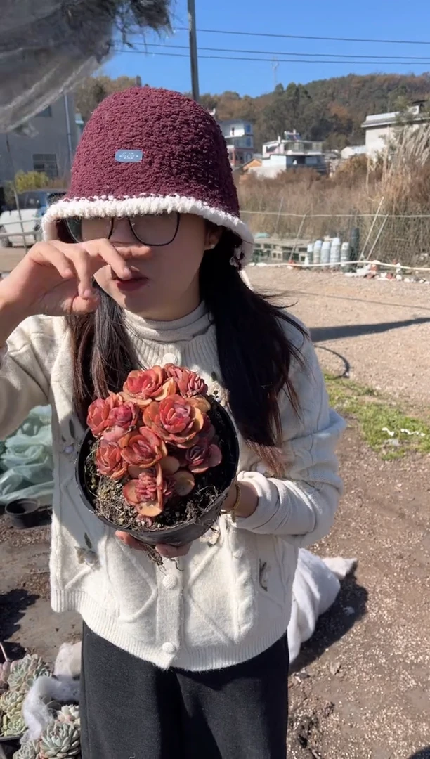 【闪购商品】3-小叶秀妍多肉4.5