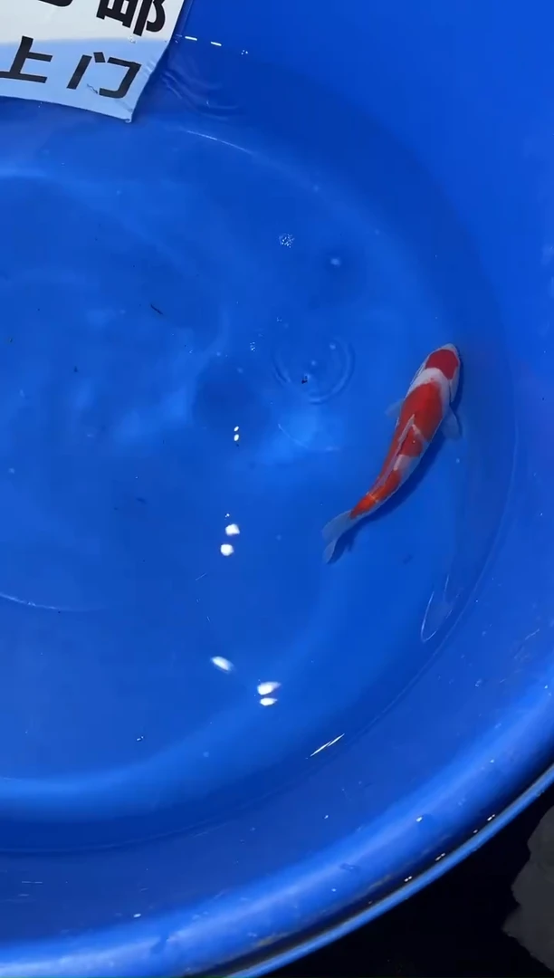 锦鲤精品锦鲤一尾