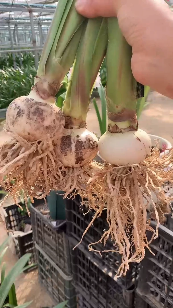 无花朵斯嘉丽铃声6+