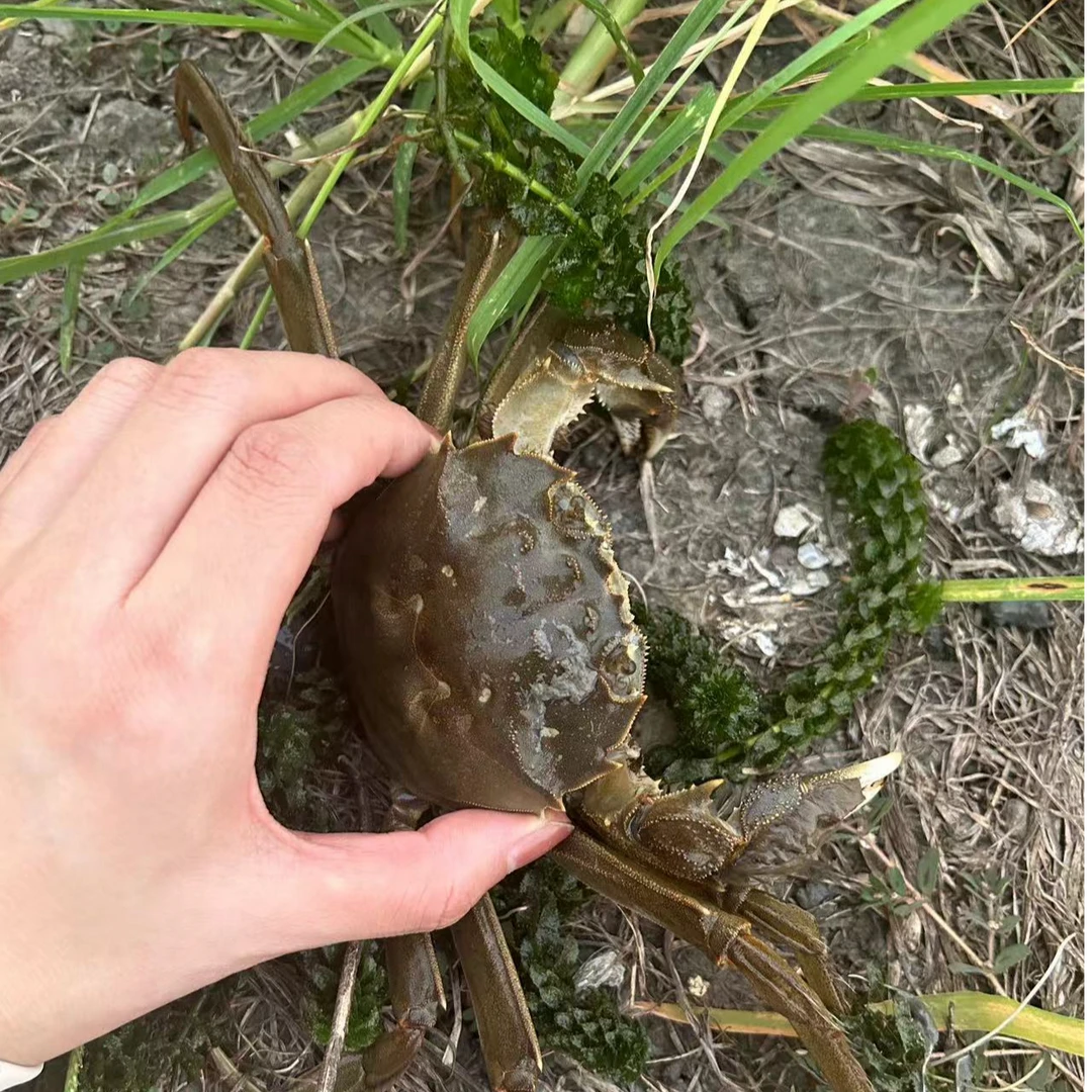 （精选鲜活大闸蟹）公蟹4.5两-4.3两-母蟹3.8两-3.5两6/8/10只包邮