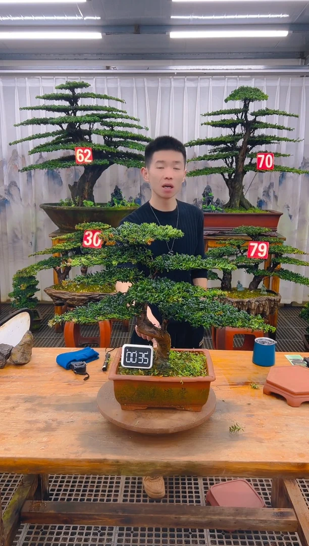 无花朵精品盆景直播间一物一拍