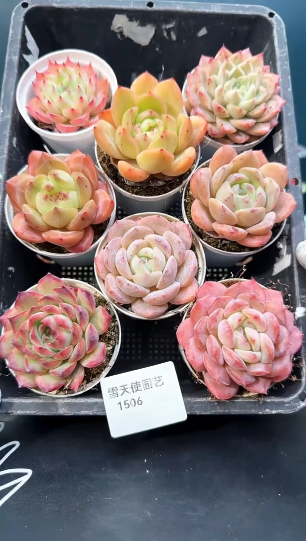 15  06   多肉8 颗