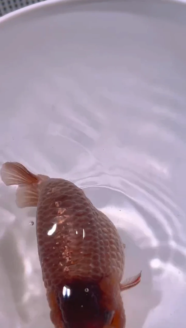 海水鱼程*圆酷酷酷酷酷酷酷酷