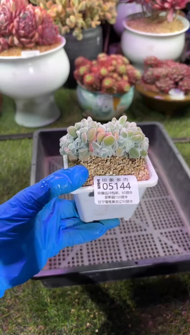 【闪购商品】05144