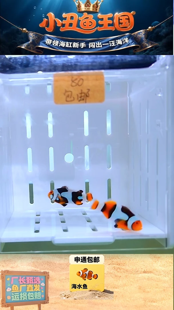 海水鱼3-3.5全品一对黑背心