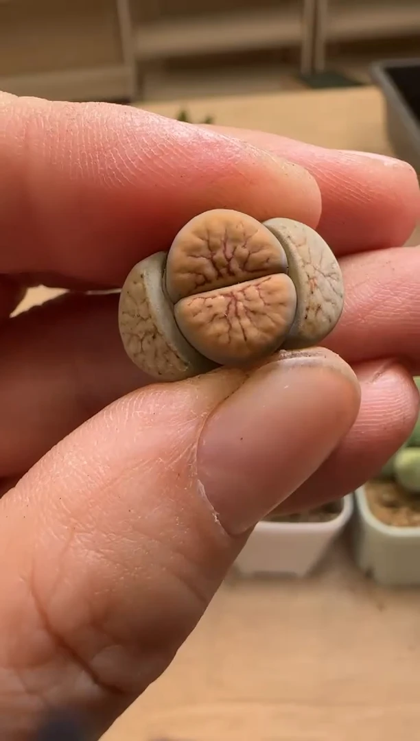 【闪购商品】15-82