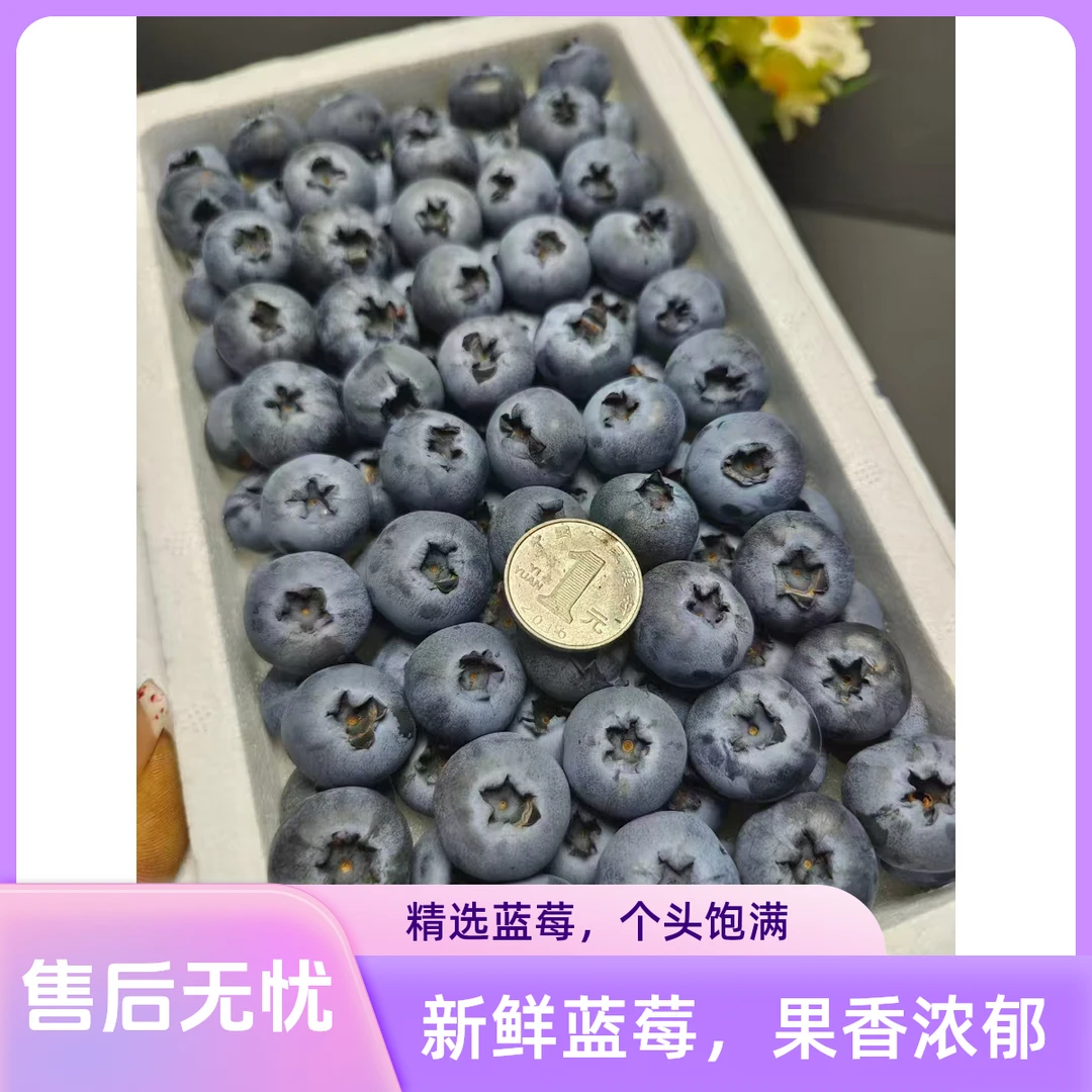 伊春大蓝莓东北L25 2.0-2.2