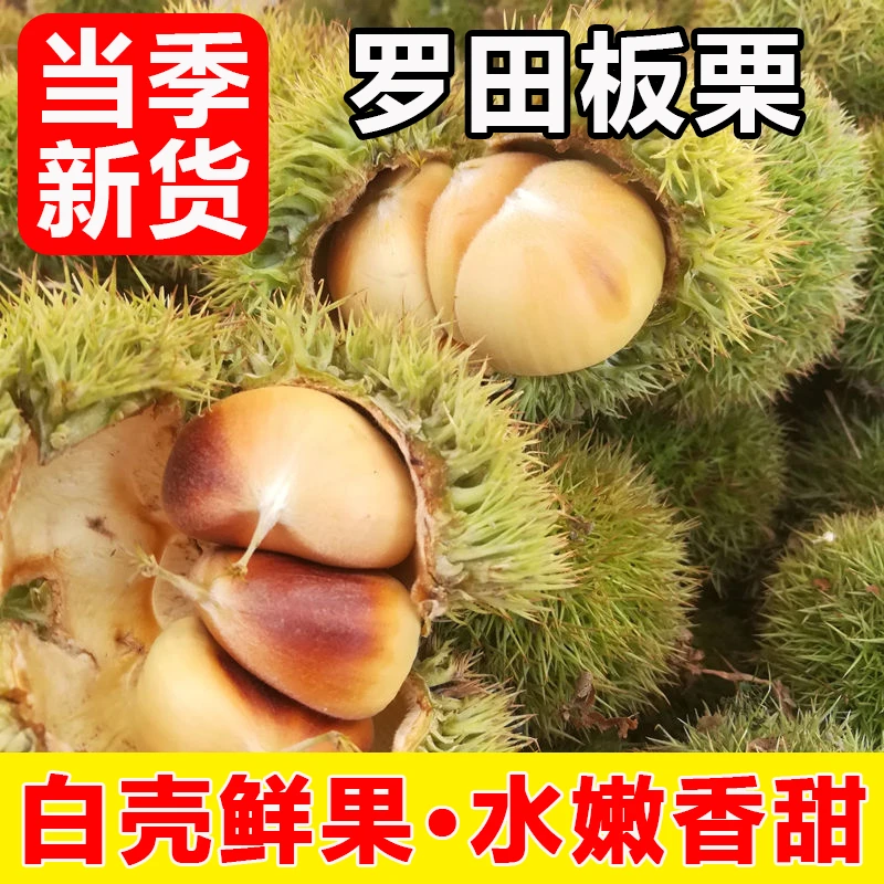 2025罗田板栗大别山特产新鲜板栗带壳白壳嫩果生栗子野生毛栗现摘