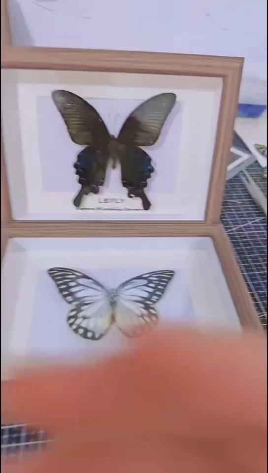 木蝴蝶标本相框装饰画