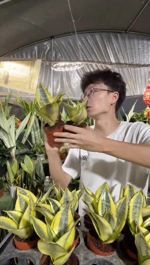 精品哈尼带盆土2盆16.8