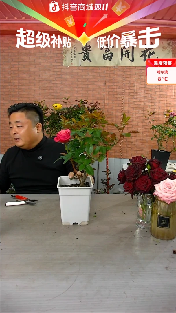当前无花朵，栽培后可花朵电影明星