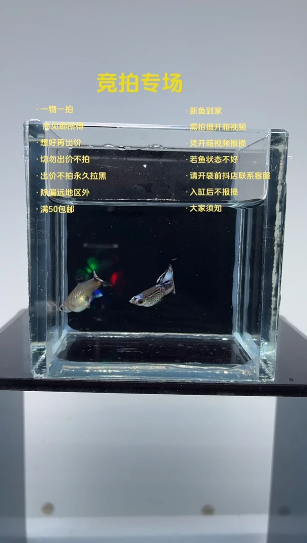 孔雀鱼蓝头雪豹一对-4