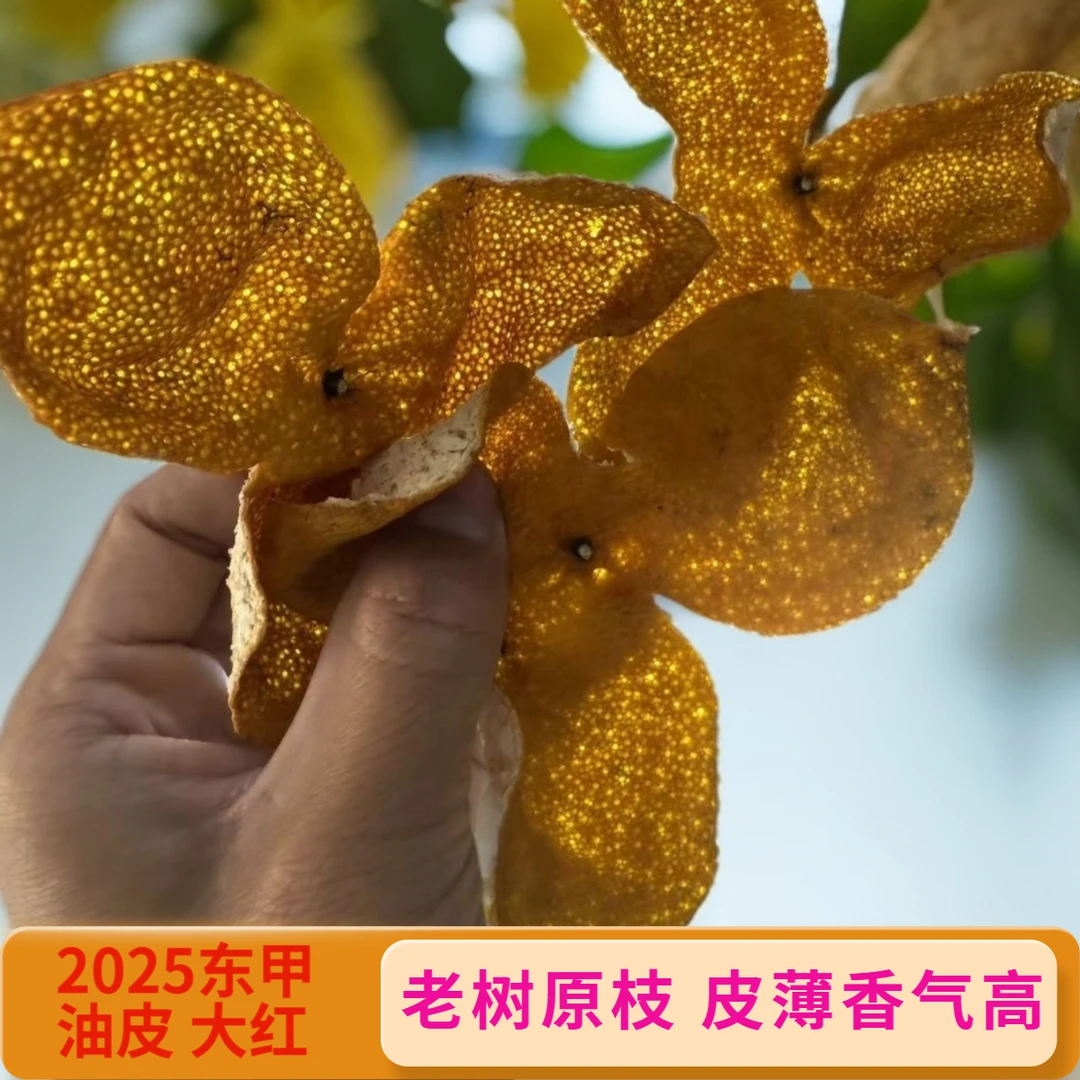 （油皮原枝大红）12~13年老树2025年新会东甲大红皮油包丰富油皮仔