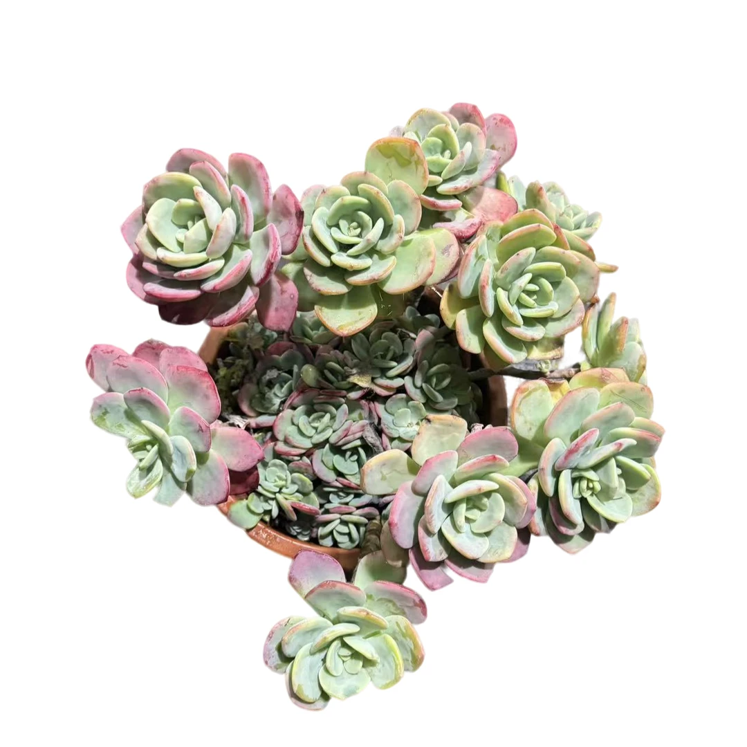 精品多肉 大号白月光